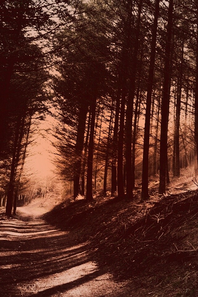 Лесная дорога обои