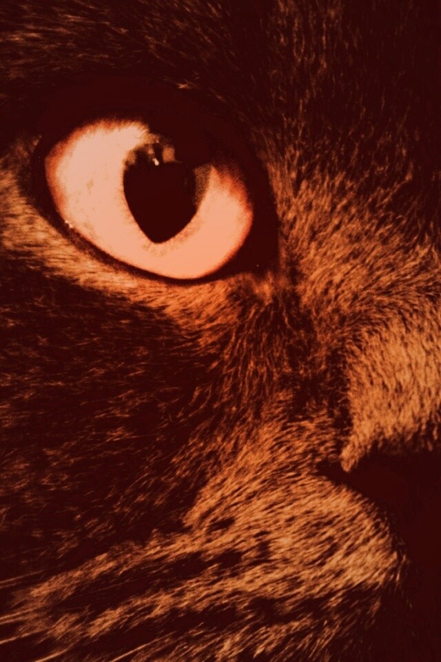 Черный кот с оранжевыми глазами обои