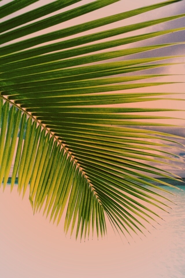 Пальмовый лист обои
