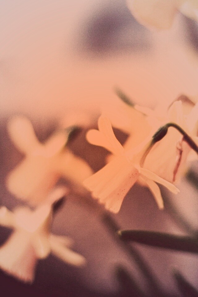 Нарциссы обои