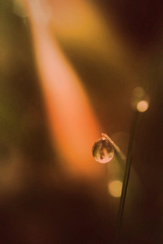 Роса на травинке обои