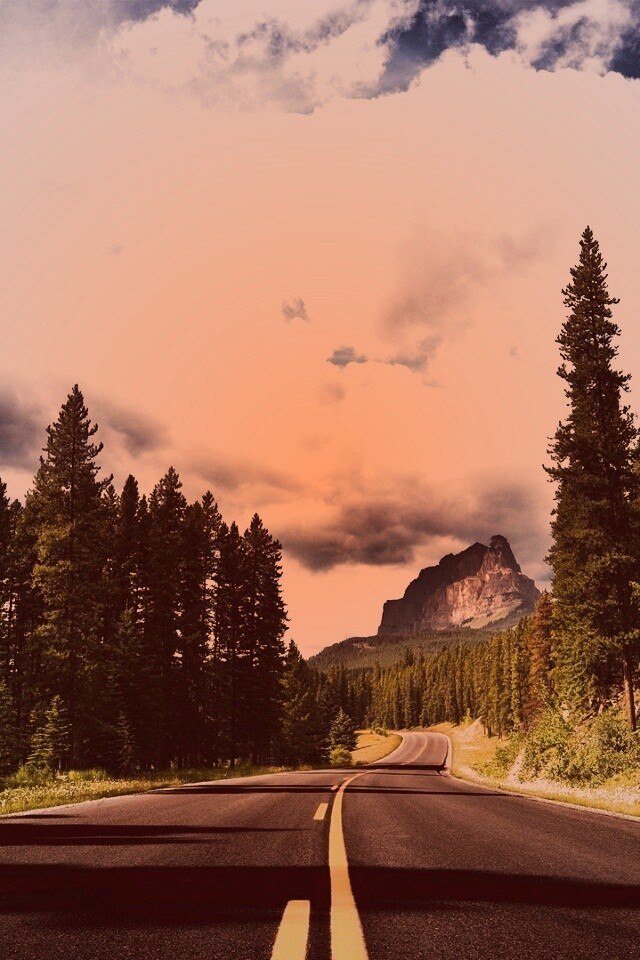 Красивая лесная дорога обои