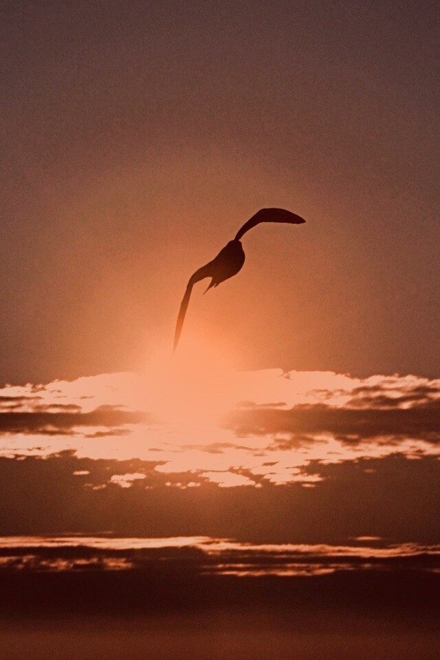 Морская чайка обои