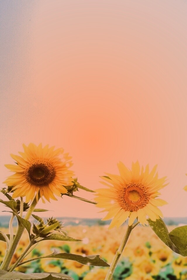 Подсолнухи не смотрят на солнце обои