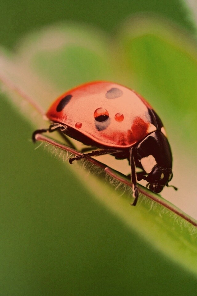 Божья коровка обои