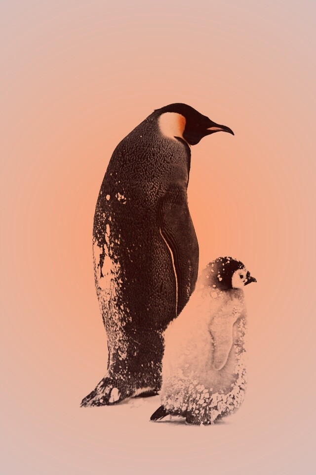Пингвин с птенцом обои