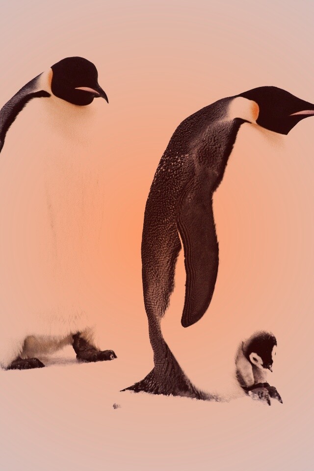 Семья пингвинов обои