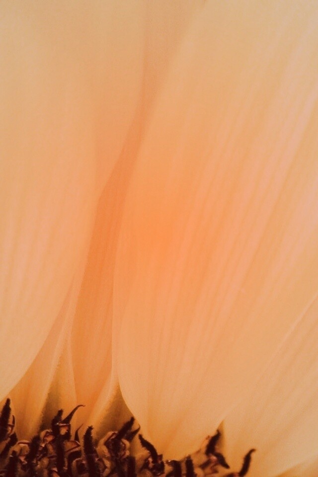 Жёлтый цветок обои