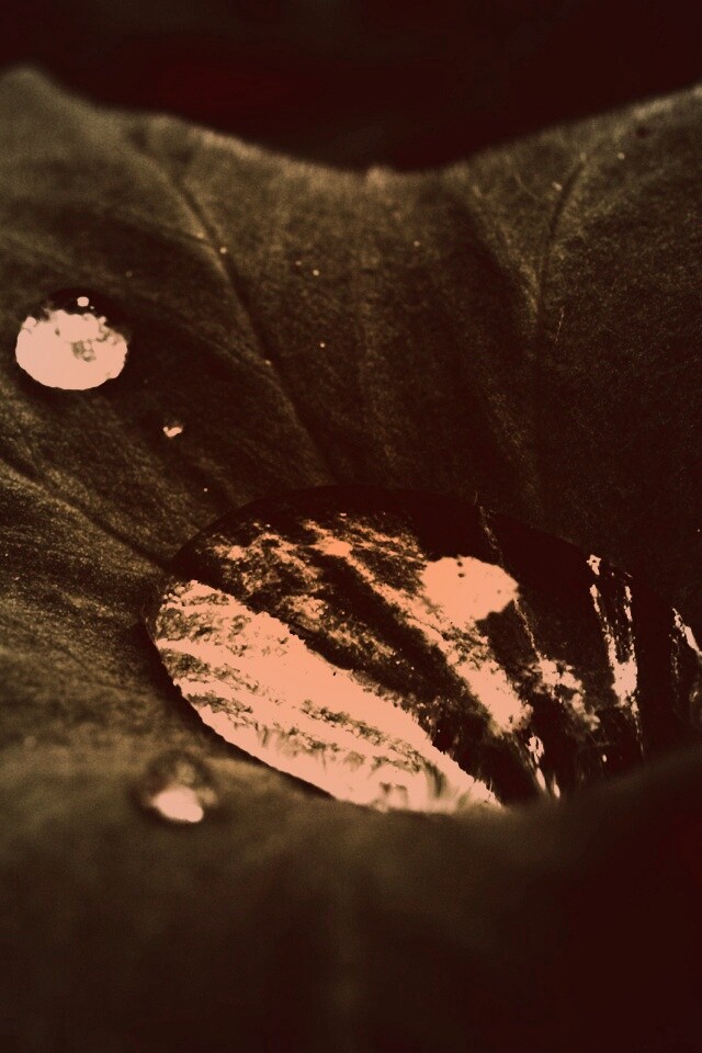 Капля в листе обои