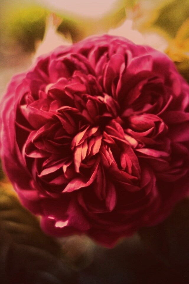 Клевер крупным планом обои