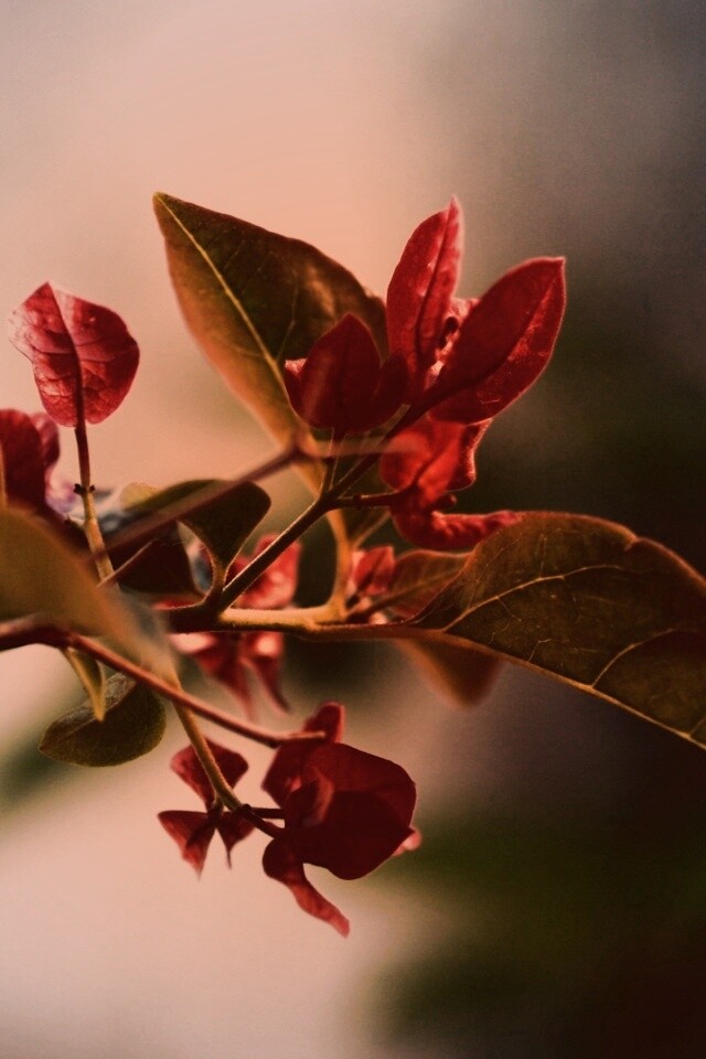 Разноцветные листья обои