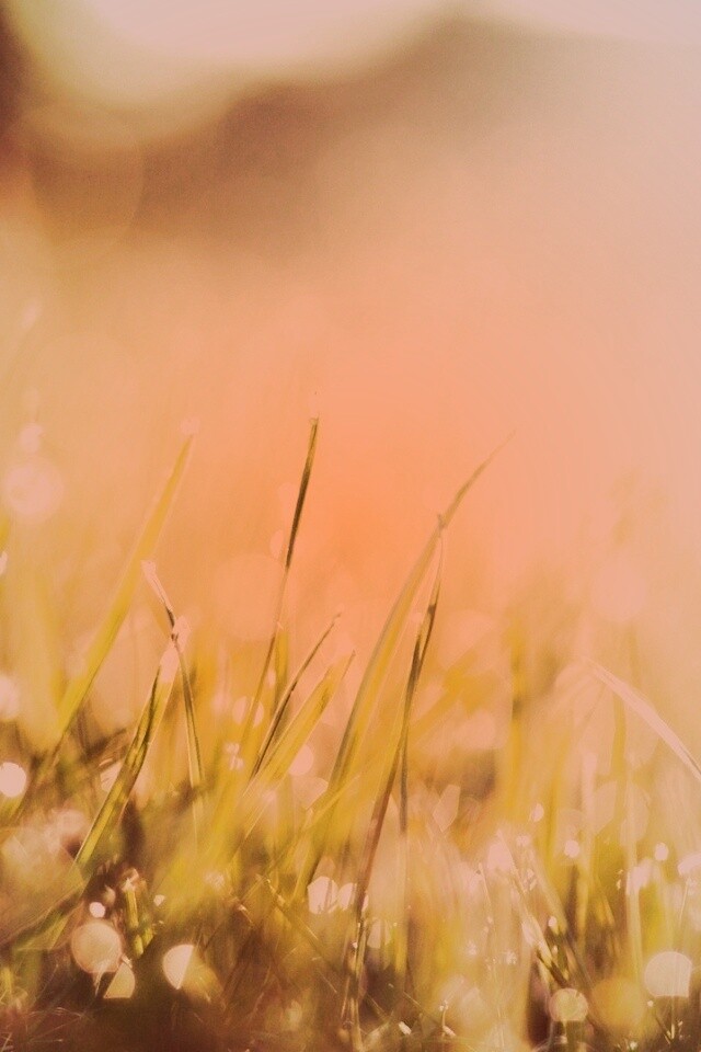 Красивая сочная трава обои