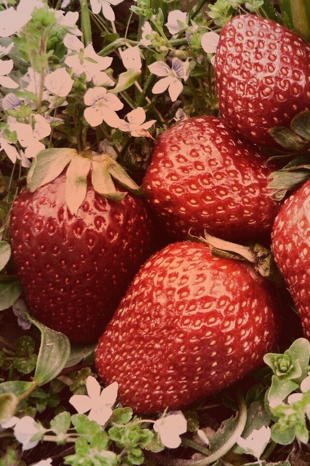 Клубника обои