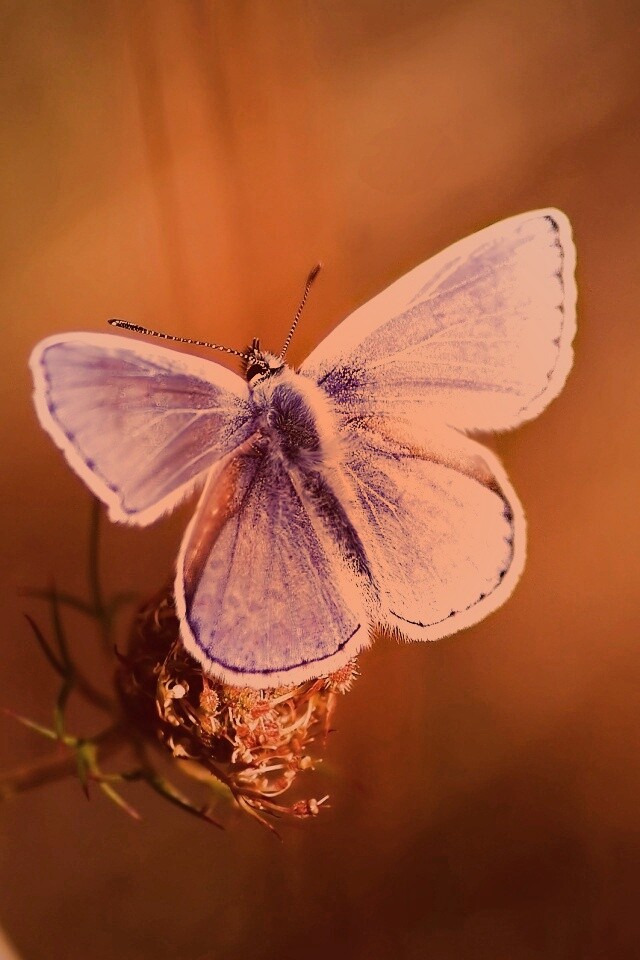 Бабочка с фиолетовыми крыльями обои