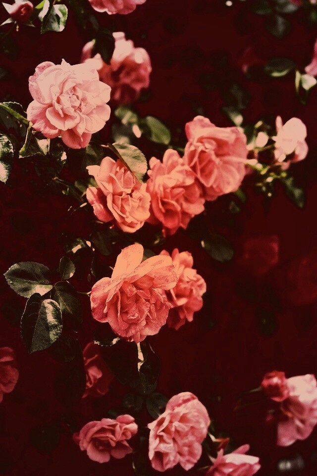 Розовый куст обои
