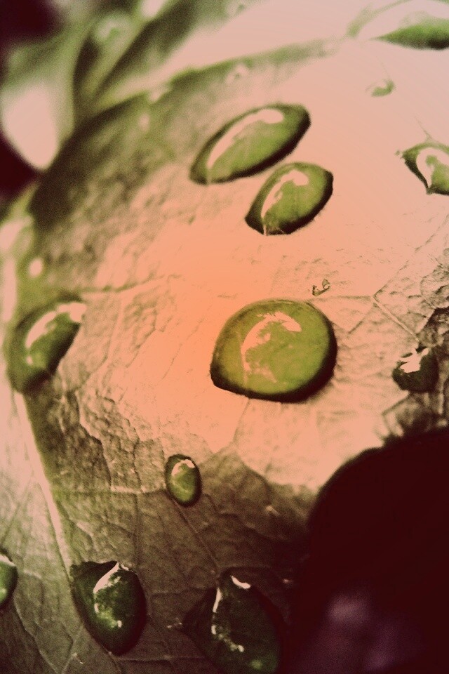 Капли росы на листе обои