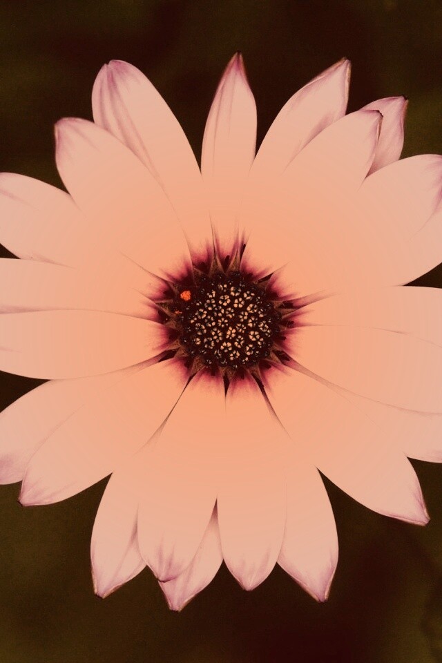 Макро фотография цветка обои