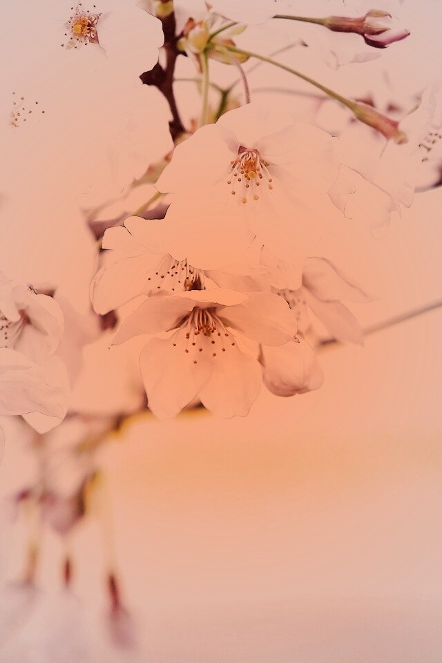 Цветение вишни обои