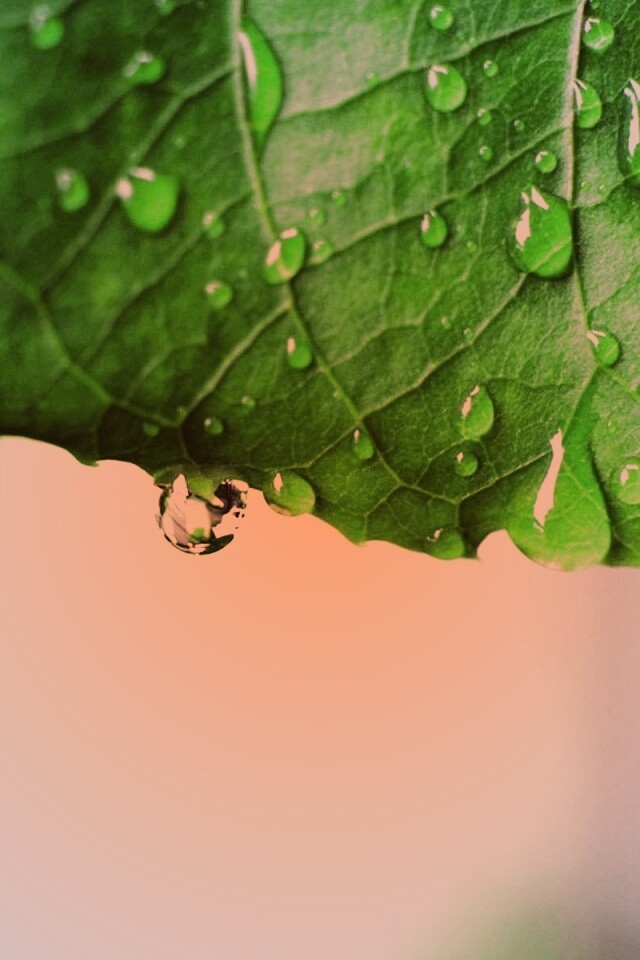 Роса на листе в макро обои