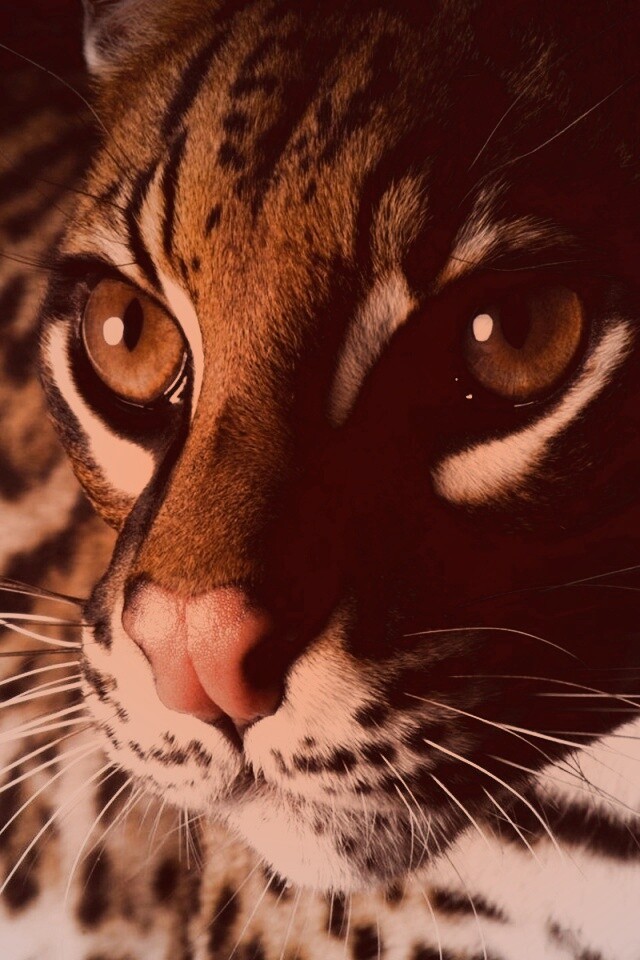 Оцелот обои