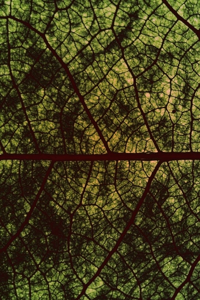 Свечение зеленого листа в макро обои