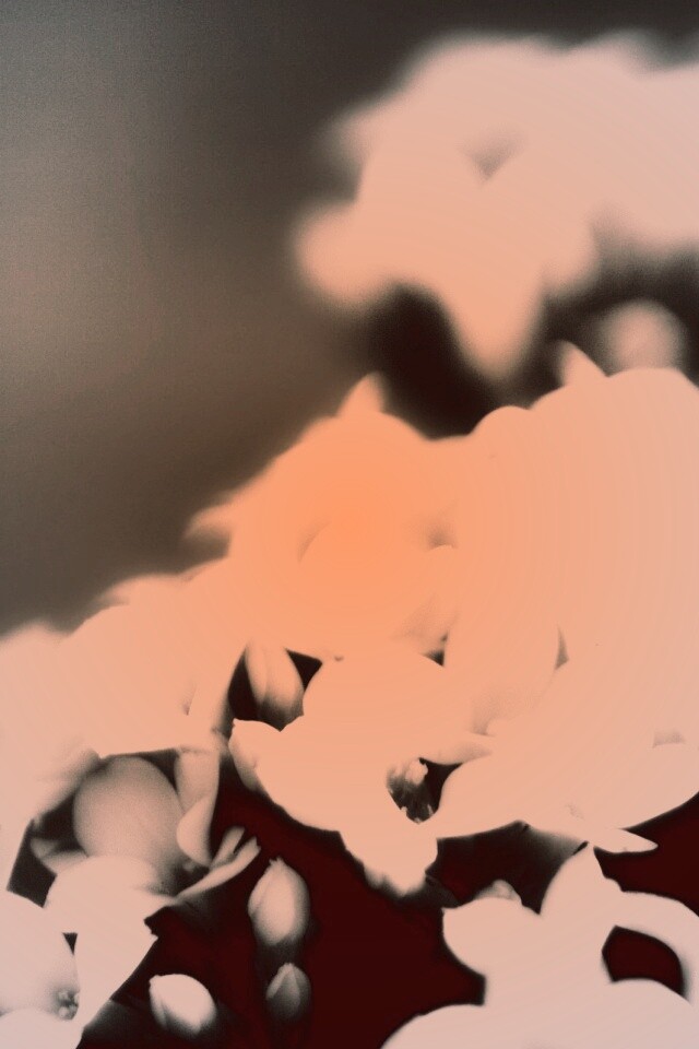 Белоснежные цветочки обои