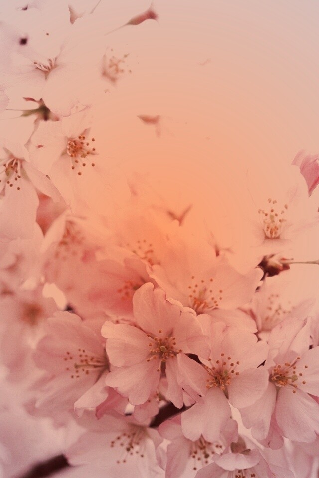 Цветение вишни обои