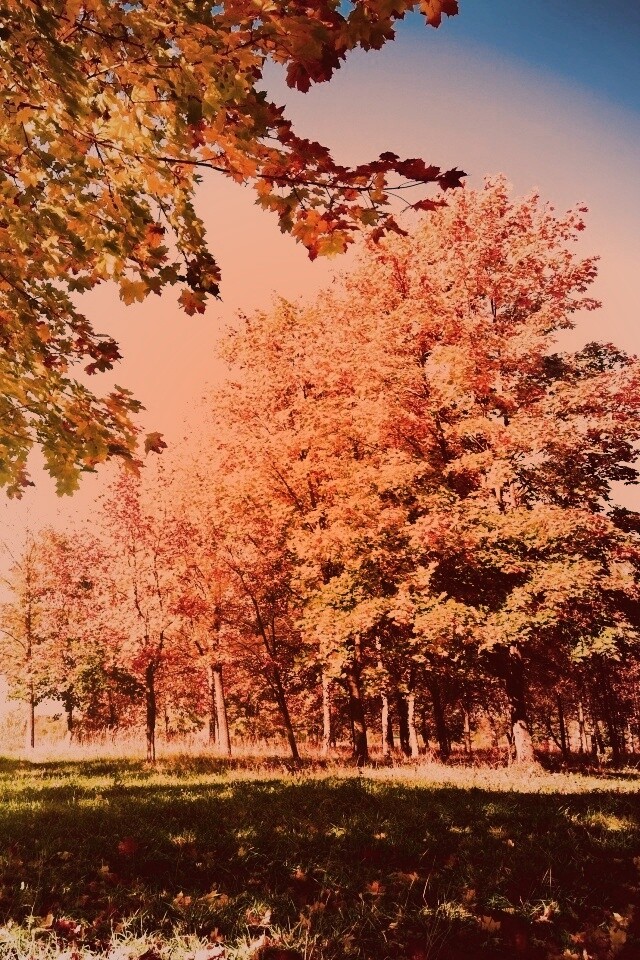 Осень в лесу обои