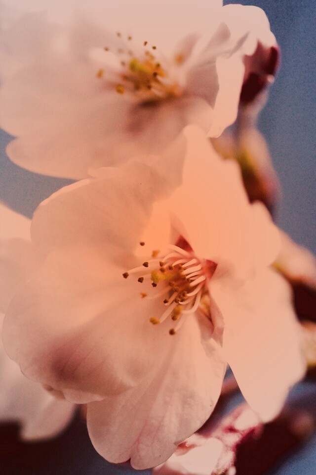 Нежные белые цветы обои