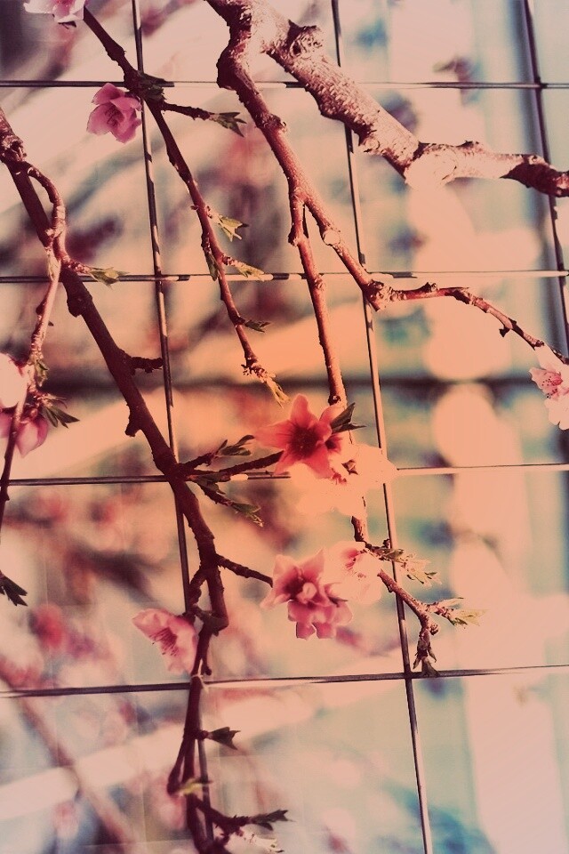 Ветка за сеткой обои