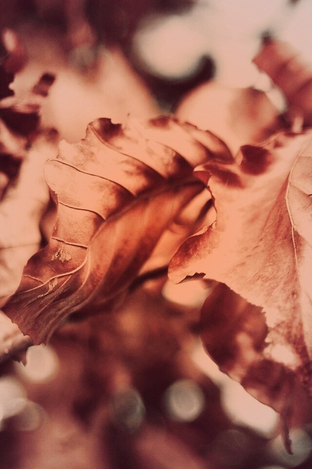 Засохший лист обои