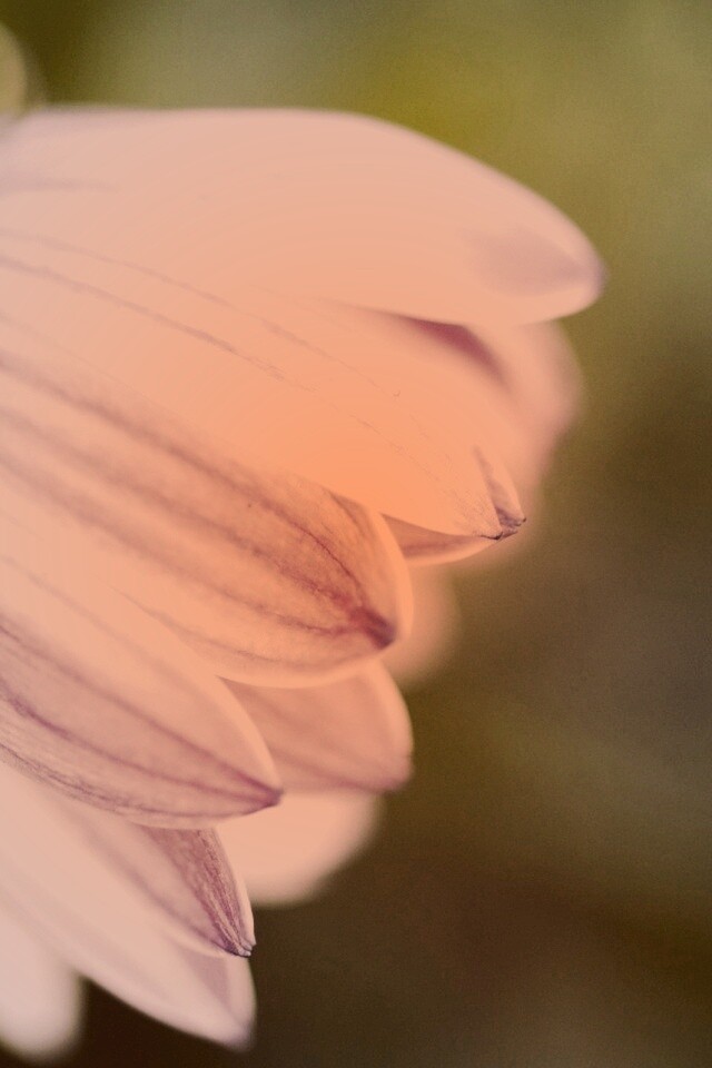 Нежно-фиолетовый цветок обои