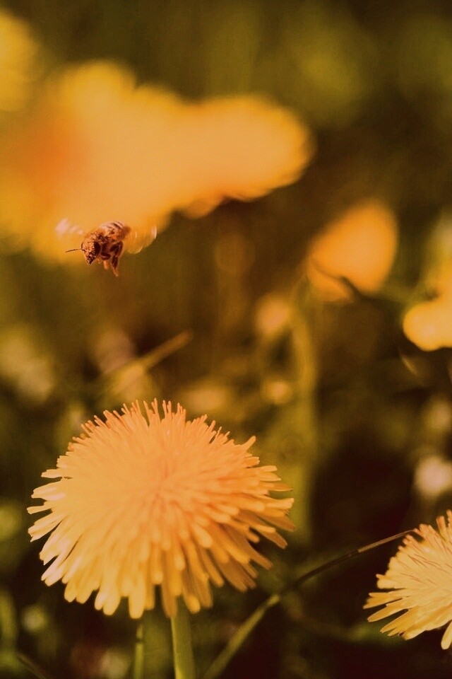 Пчёлка пролетает над одуванчиками обои