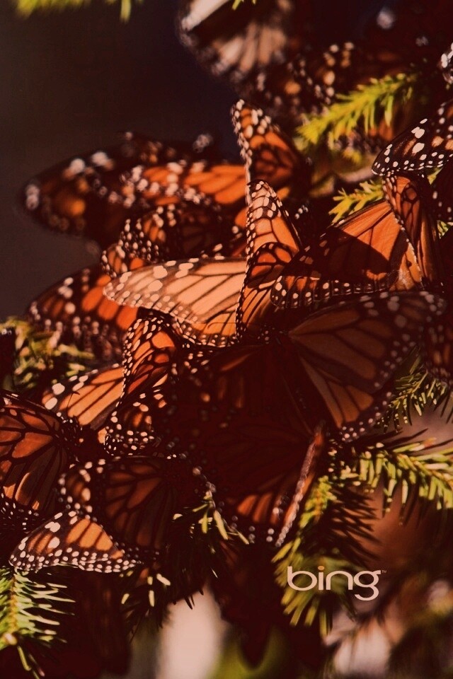 Бабочки облепили ёлку обои