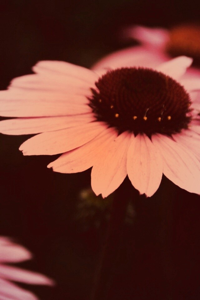 Розовый цветок обои