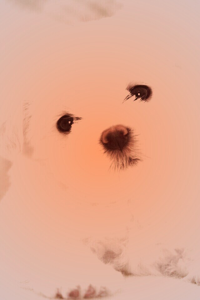 Щенок мальтийской болонки обои