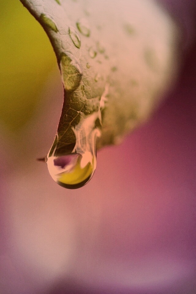 Капля на листе обои