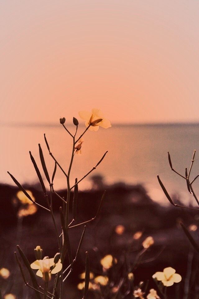 Мелкие жёлтые цветы обои