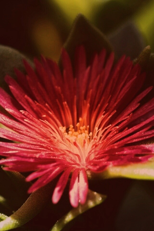 Чудесный цветок обои