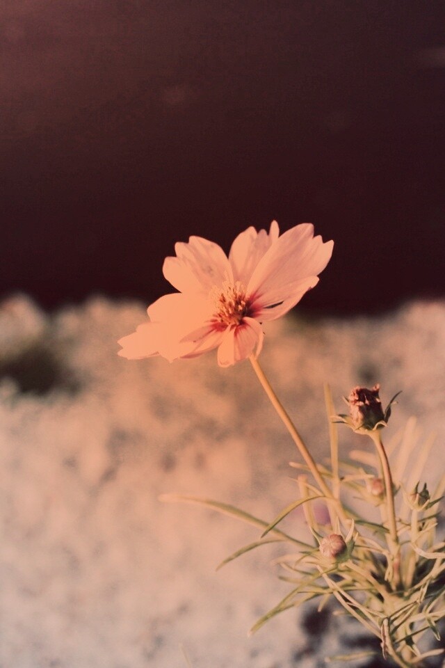 Полевой цветок обои