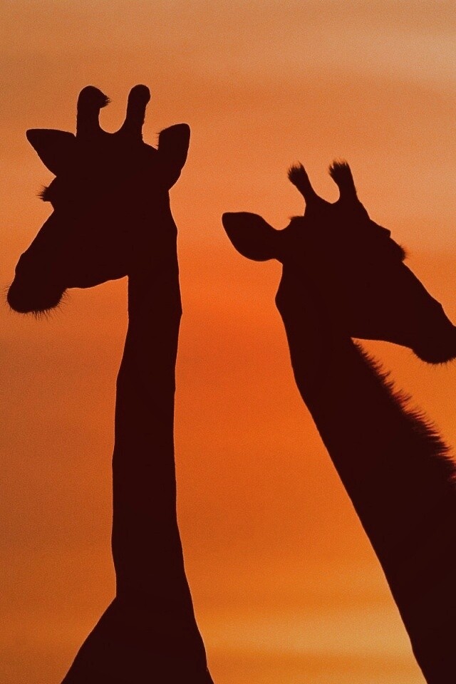 Три силуэта жирафов на фоне неба обои