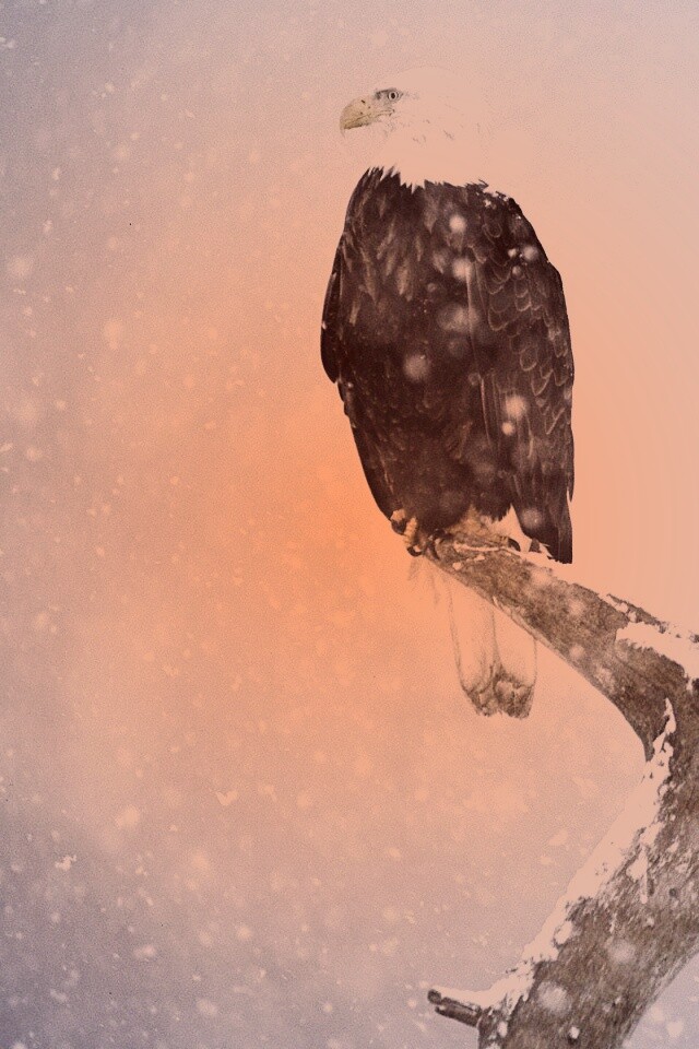 Орлы на ветке в снегопад обои