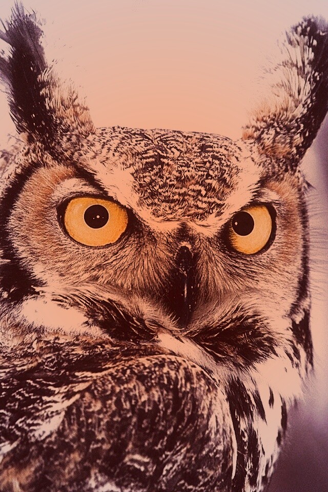 Орлиная сова обои