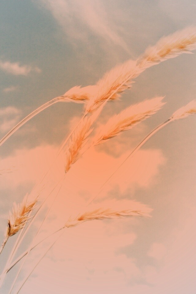 Колосья обои