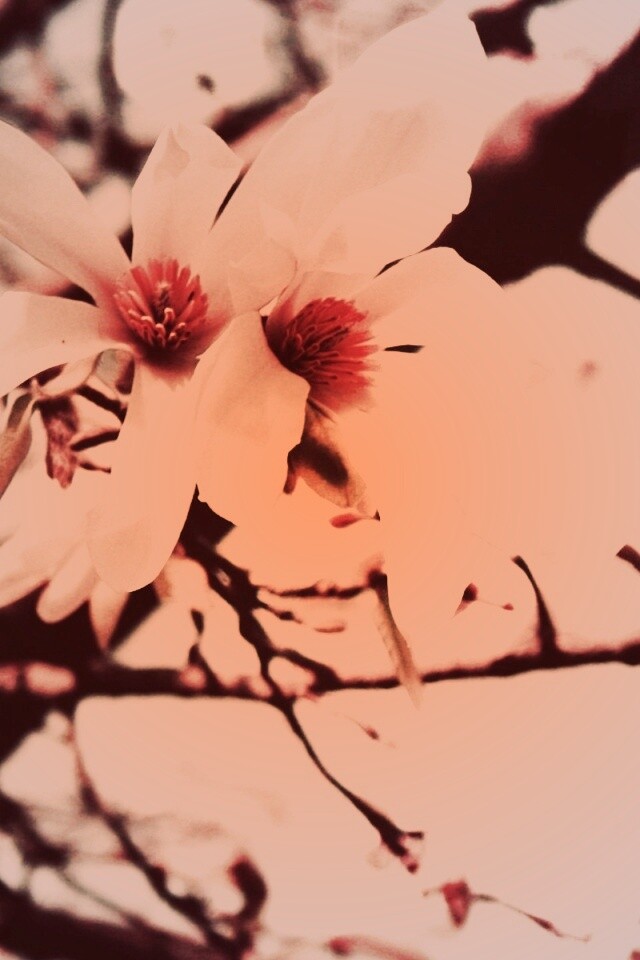 Цветы вишневого дерева обои