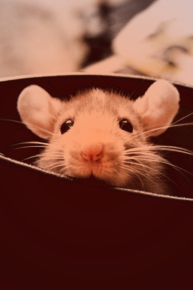 Мышонок выглядывает из ботинка обои