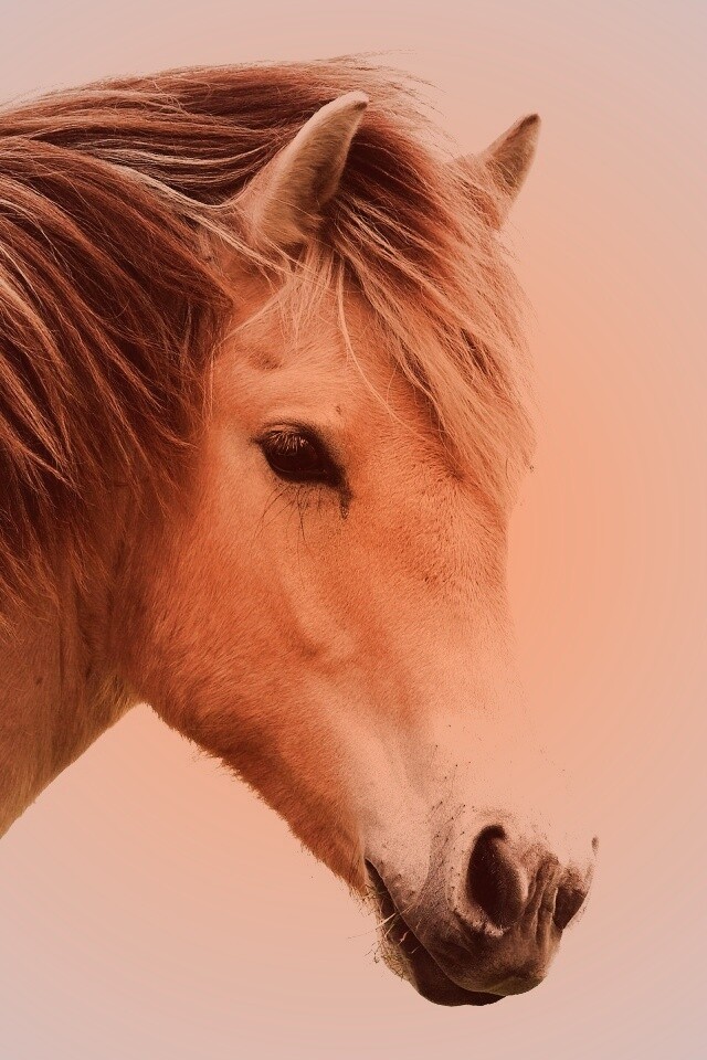 Гривастый конь обои