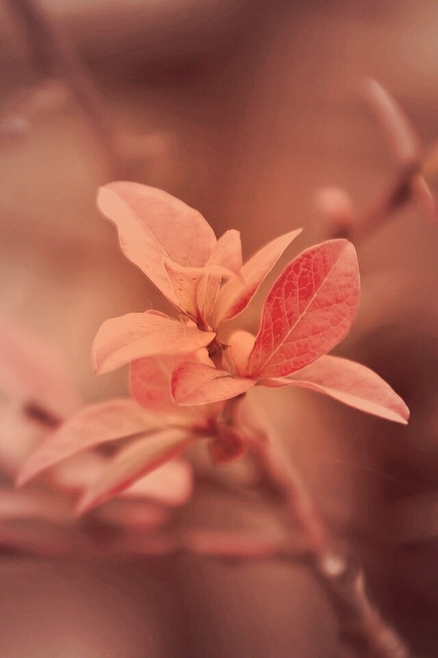 Красные листья на ветке обои