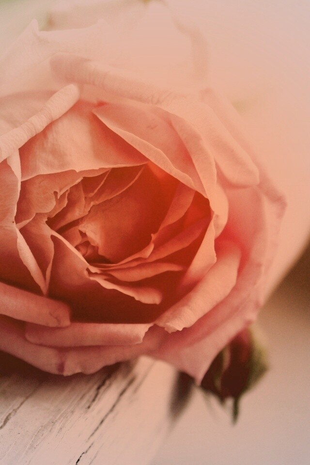 Бутон нежной розы обои