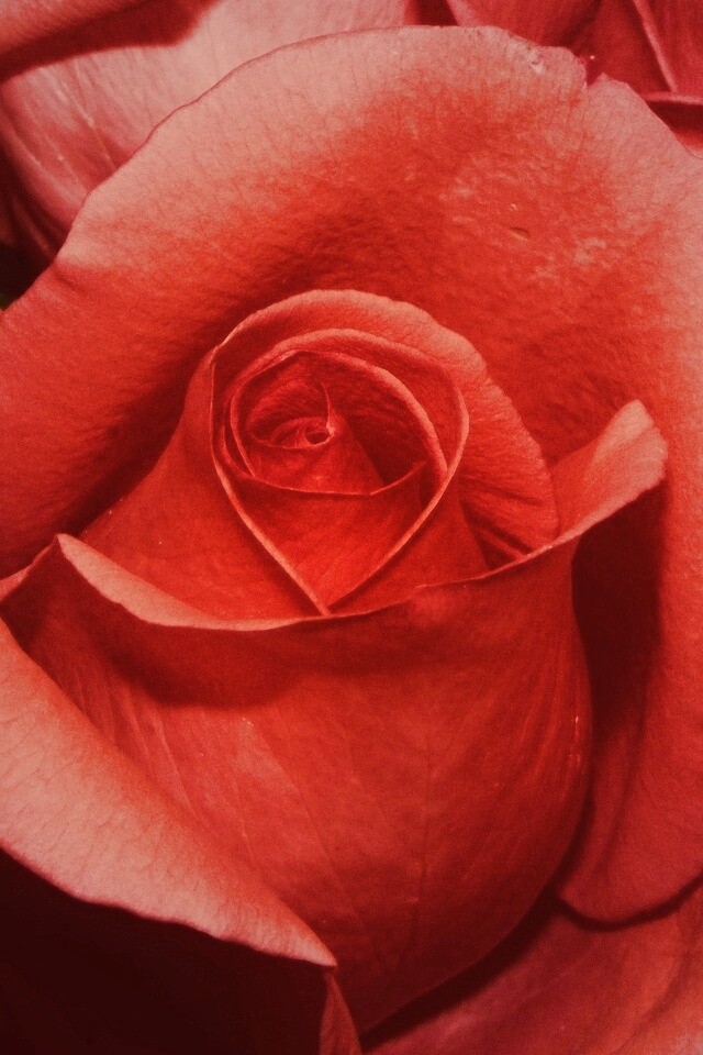 Бутон розы обои